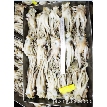 Squid congelada sobrando tentáculos Nototodarus Sloanii 200-300g